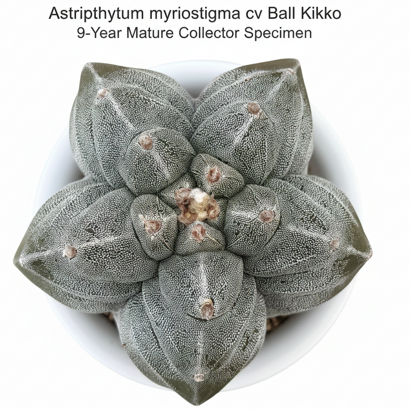Astrophytum myriostigma cv ball kikko