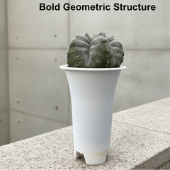 Astrophytum myriostigma cv ball kikko