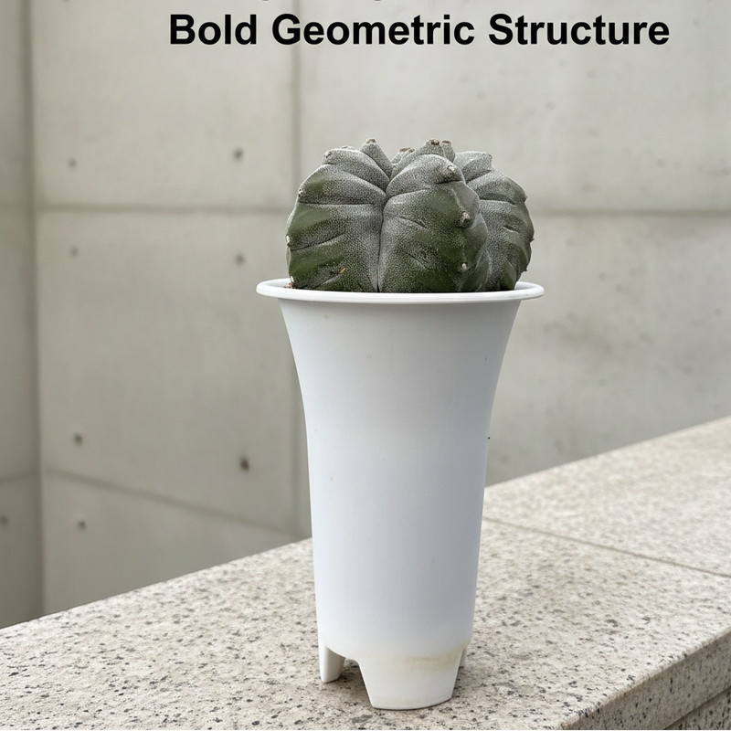 Astrophytum myriostigma cv ball kikko