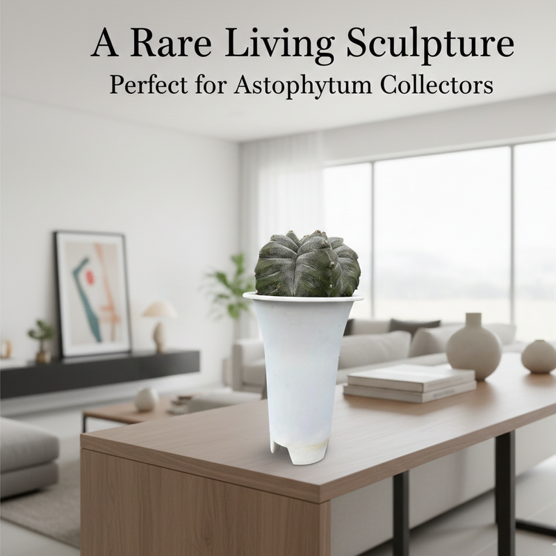 Astrophytum myriostigma cv ball kikko