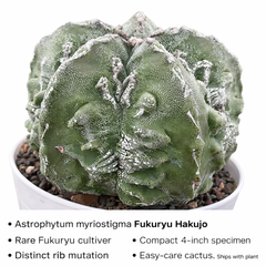 Astrophytum myriostigma cv fukuryu hakujo