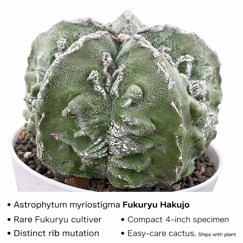Astrophytum myriostigma cv fukuryu hakujo