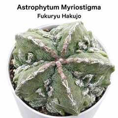 Astrophytum myriostigma cv fukuryu hakujo