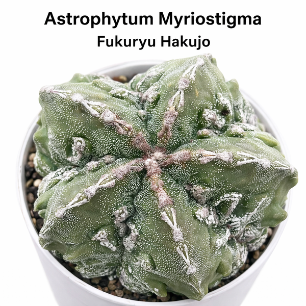 Astrophytum myriostigma cv fukuryu hakujo