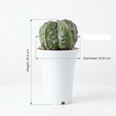 Astrophytum myriostigma cv fukuryu hakujo