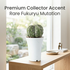 Astrophytum myriostigma cv fukuryu hakujo