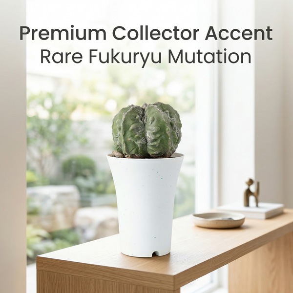 Astrophytum myriostigma cv fukuryu hakujo
