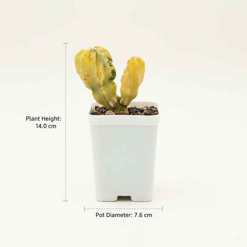 Astrophytum myriostigma cv fukuryu variegated