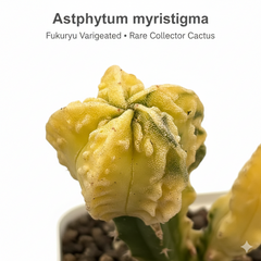 Astrophytum myriostigma cv fukuryu variegated
