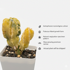 Astrophytum myriostigma cv fukuryu variegated