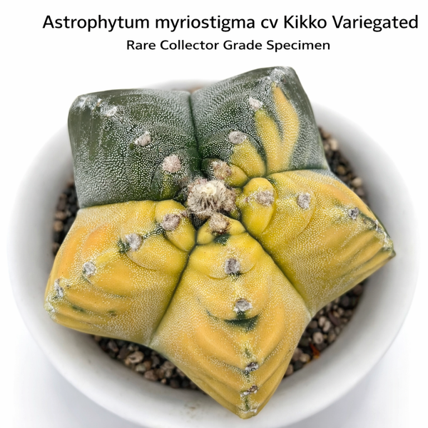 Astrophytum myriostigma cv kikko variegated