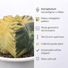 Astrophytum myriostigma cv kikko variegated