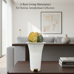 Astrophytum myriostigma cv kikko variegated