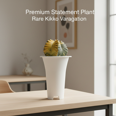 Astrophytum myriostigma cv kikko variegated