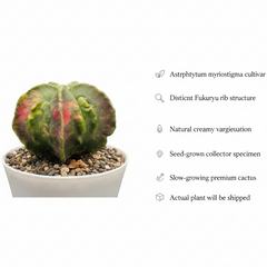 Astrophytum myriostigma fukuryu variegated