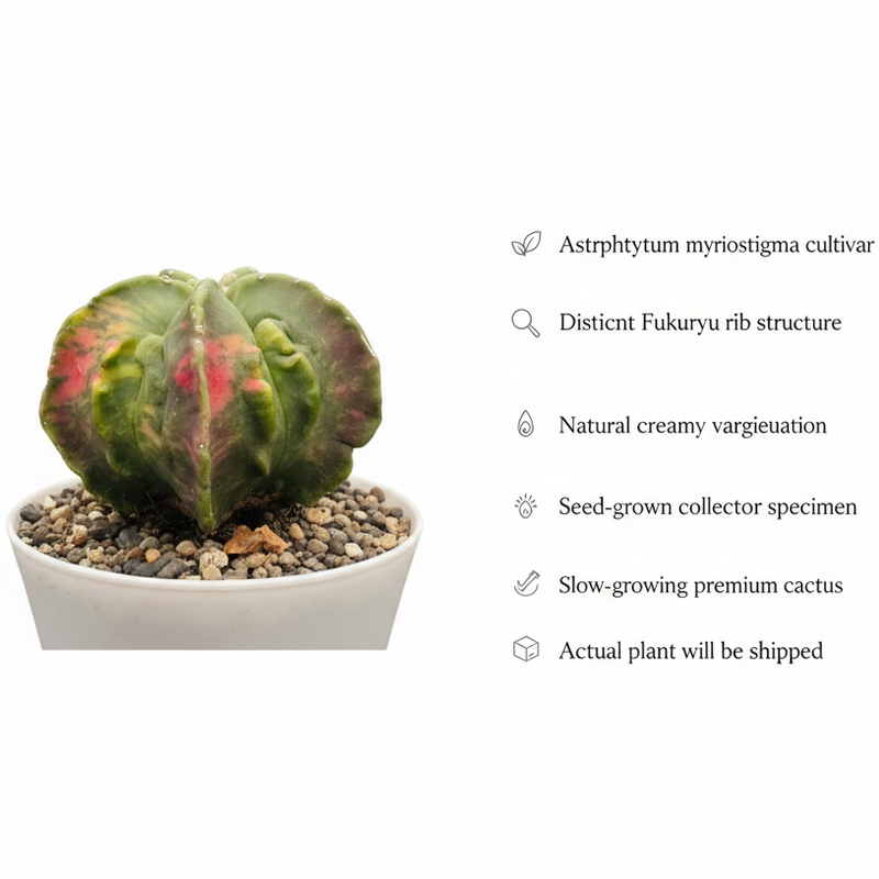 Astrophytum myriostigma fukuryu variegated