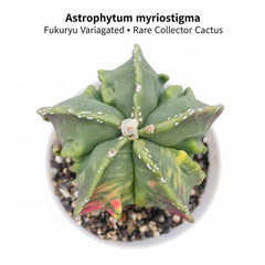 Astrophytum myriostigma fukuryu variegated