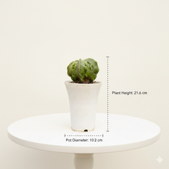 Astrophytum myriostigma fukuryu variegated