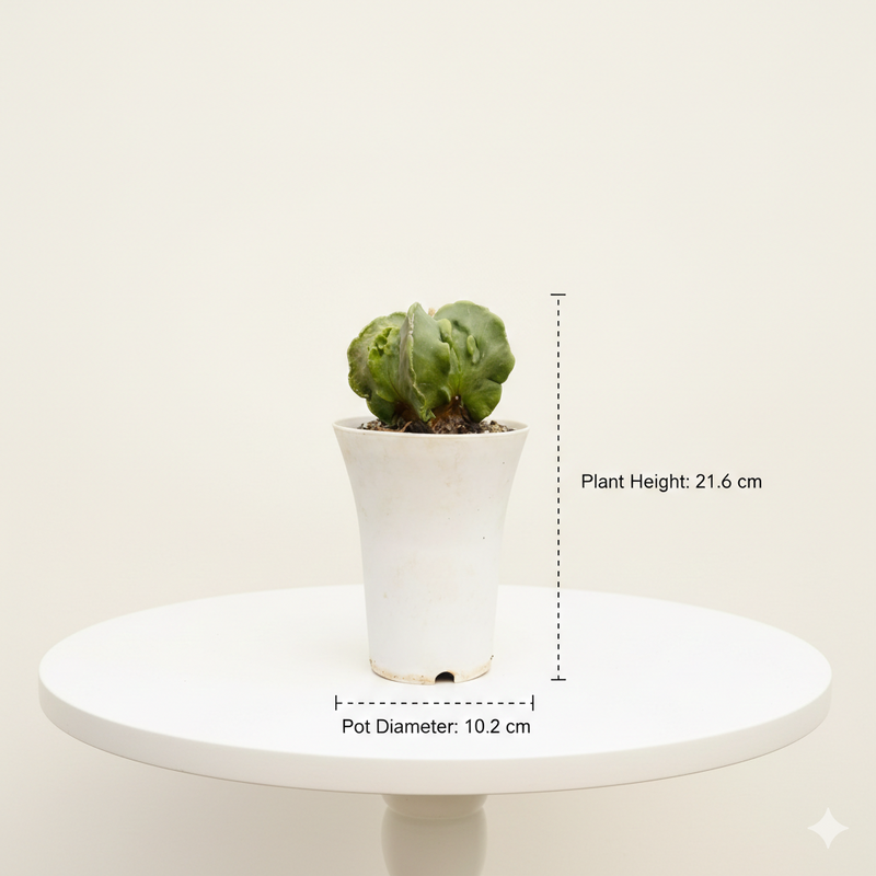 Astrophytum myriostigma fukuryu variegated