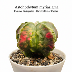 Astrophytum myriostigma fukuryu variegated