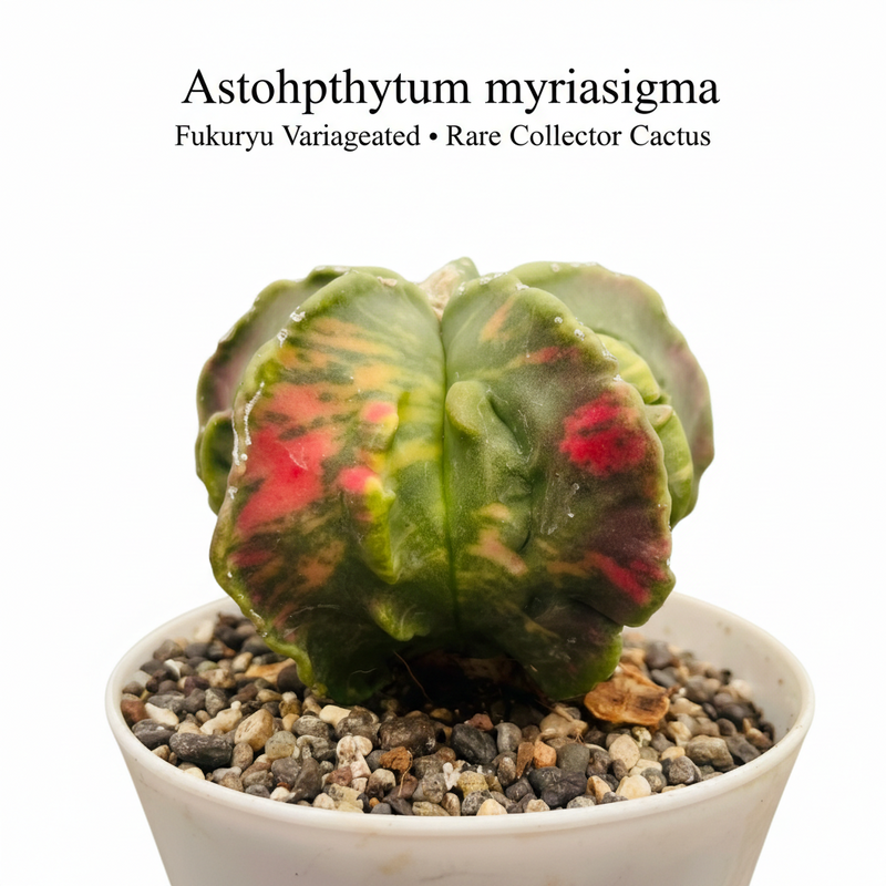 Astrophytum myriostigma fukuryu variegated