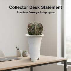 Astrophytum myriostigma hania cv fukuryu MAIDEN BLUSH