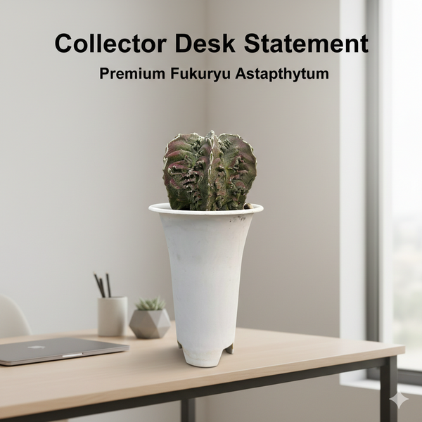 Astrophytum myriostigma hania cv fukuryu MAIDEN BLUSH