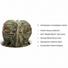 Astrophytum myriostigma hania cv fukuryu MAIDEN BLUSH