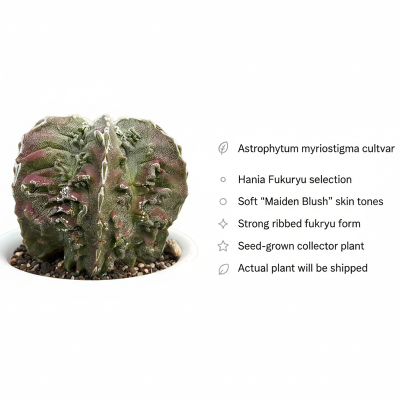 Astrophytum myriostigma hania cv fukuryu MAIDEN BLUSH