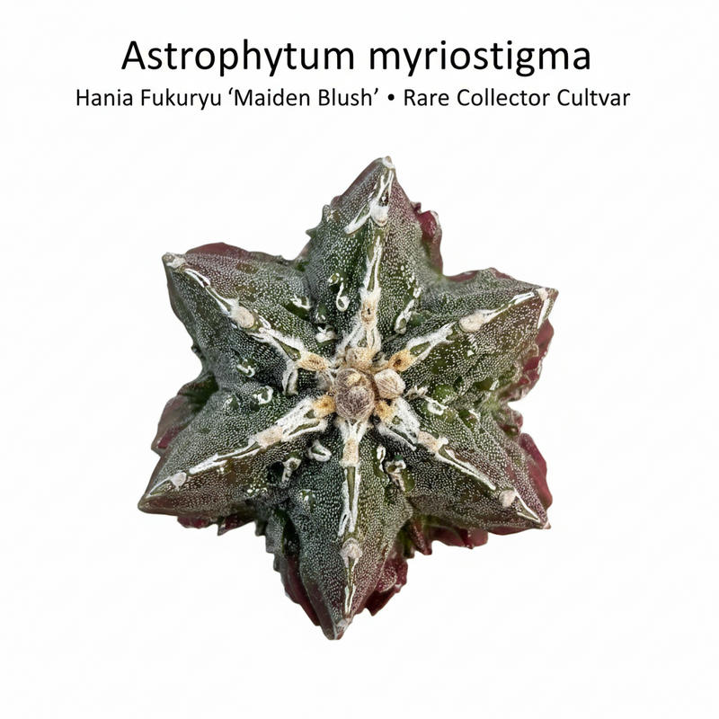 Astrophytum myriostigma hania cv fukuryu MAIDEN BLUSH