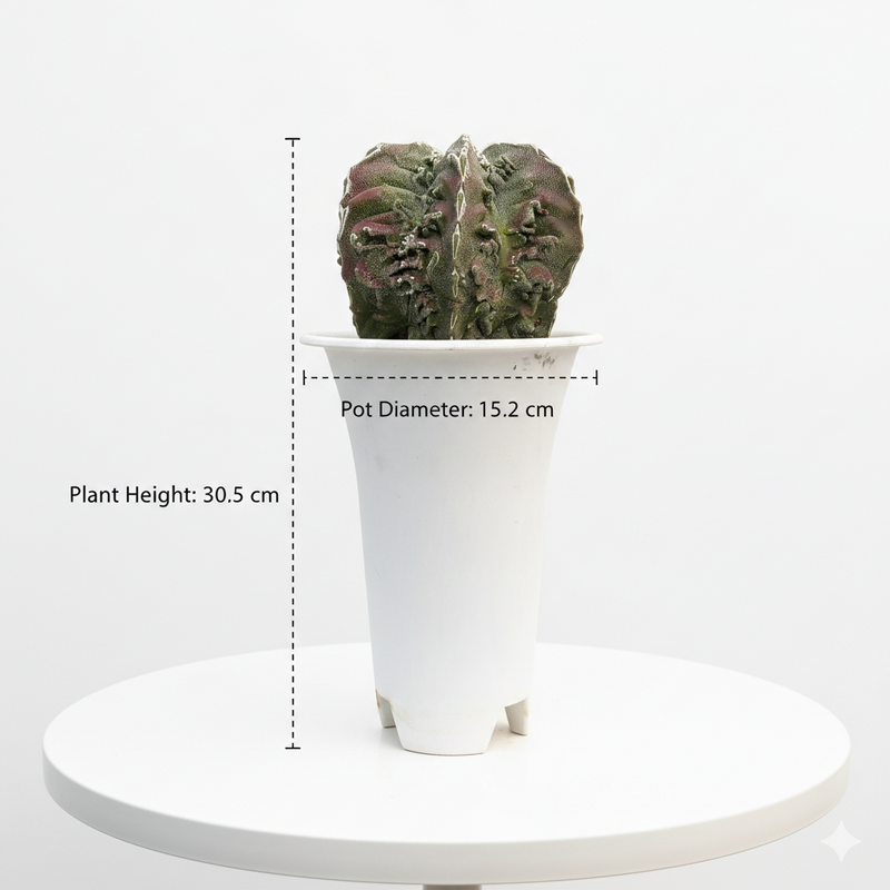 Astrophytum myriostigma hania cv fukuryu MAIDEN BLUSH