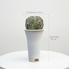 Astrophytum myriostigma hannya x Kareena keel AK.6177