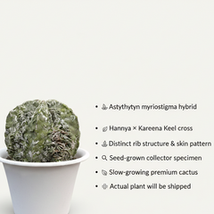 Astrophytum myriostigma hannya x Kareena keel AK.6177