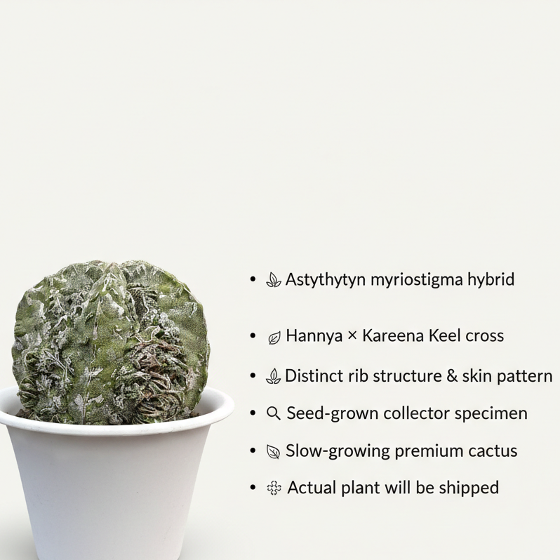Astrophytum myriostigma hannya x Kareena keel AK.6177