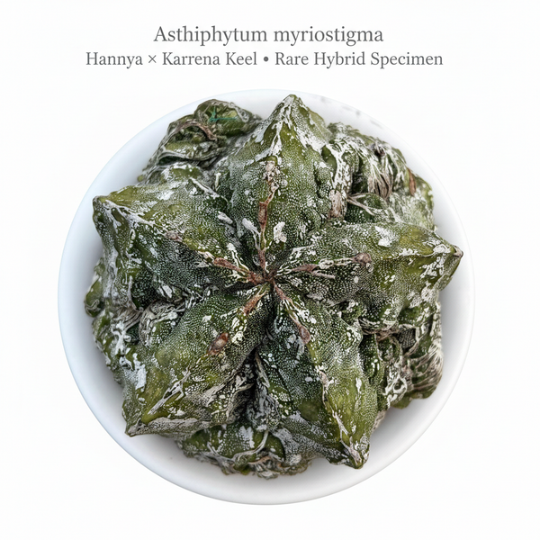 Astrophytum myriostigma hannya x Kareena keel AK.6177