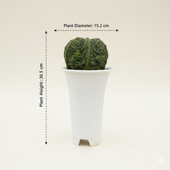 Astrophytum myriostigma multicostatus fukruyu F.616