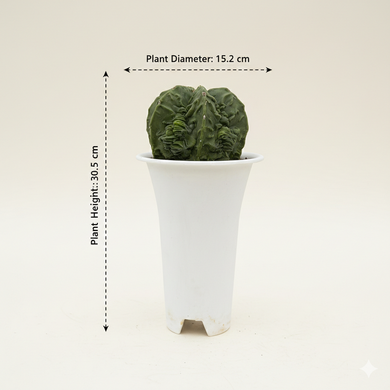 Astrophytum myriostigma multicostatus fukruyu F.616