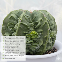 Astrophytum myriostigma multicostatus fukruyu F.616