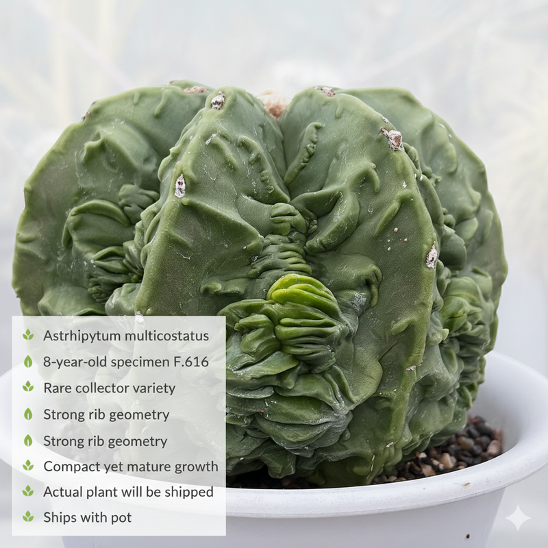 Astrophytum myriostigma multicostatus fukruyu F.616