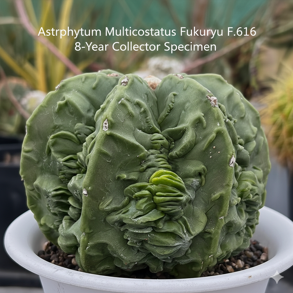 Astrophytum myriostigma multicostatus fukruyu F.616