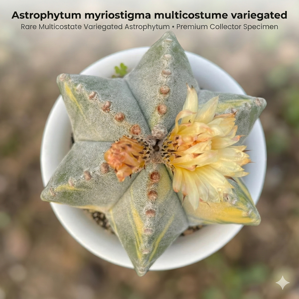 9-Year-Old Rare Variegated Astrophytum myriostigma multicostume Star Cactus - Samarth Cactus Nursery India.
