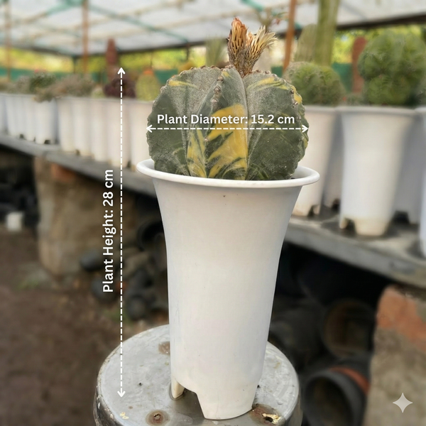 Astrophytum myriostigma multicostume variegated