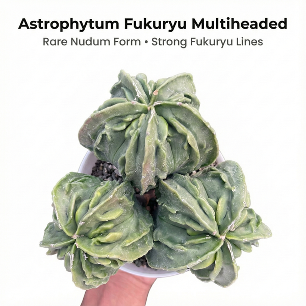 Astrophytum myriostigma nudum cv Fukuryu multiheaded