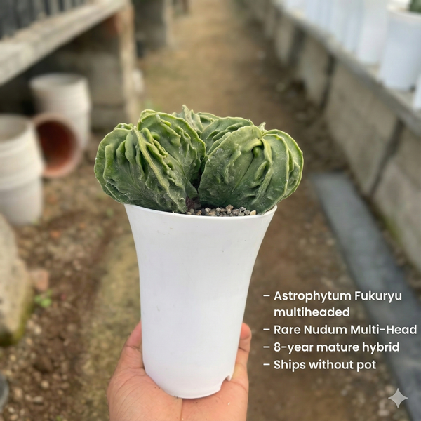 Astrophytum myriostigma nudum cv Fukuryu multiheaded