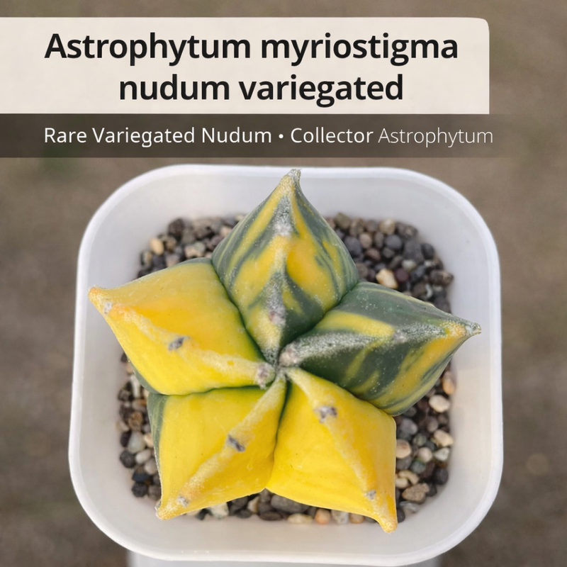 Rare Variegated Astrophytum myriostigma nudum Star Cactus - Samarth Cactus Nursery India