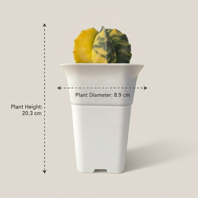 Astrophytum myriostigma nudum variegated - Rare Variegated Star Cactus.