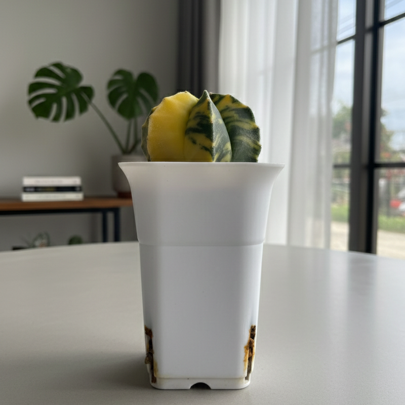 Top view of 3.5-inch variegated Astrophytum showing yellow and green patterns