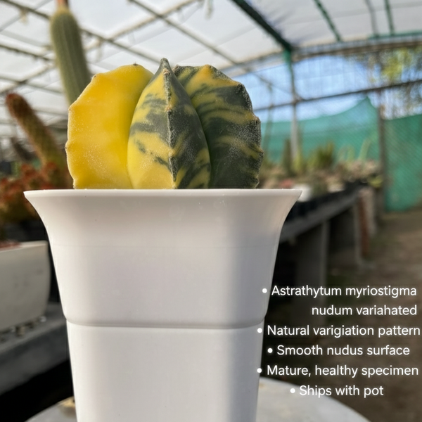 Astrophytum myriostigma nudum variegated - Rare Variegated Star Cactus.