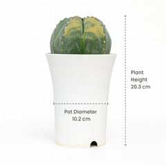 Astrophytum myriostigma pantacostum verigated