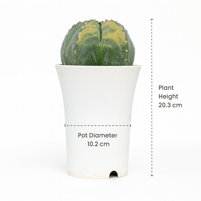Astrophytum myriostigma pantacostum verigated